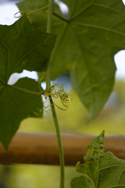 Suan Luang-JUN14-058
